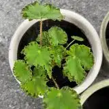 Begonia Cleopatra Marc P68begmar - Garden Express Australia