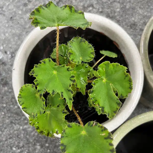 Begonia Cleopatra Marc Begonia Cleopatra Marc