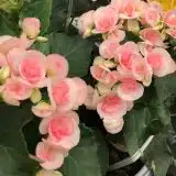 Begonia Elatior Ilona Romance 1 Lplberirm - Garden Express Australia