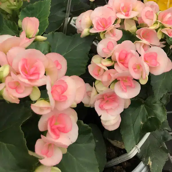 Begonia Elatior Ilona Romance Begonia Elatior Ilona Romance