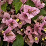 Bougainvillea Easter Parade P10bouepr - Garden Express Australia