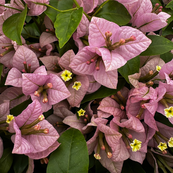 Bougainvillea Easter Parade Bougainvillea Easter Parade
