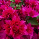 Bougainvillea Klong Fire P10boukfr - Garden Express Australia