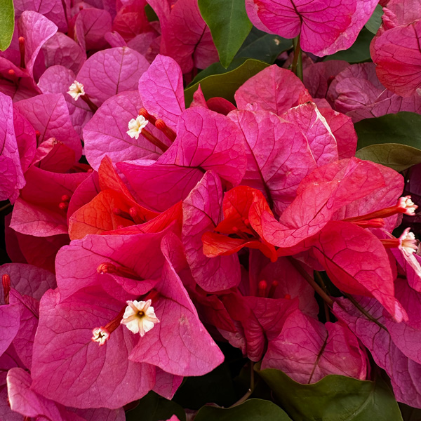 Bougainvillea Miss Manila Bougainvillea Miss Manila