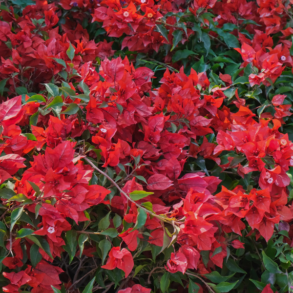 Bougainvillea Scarlet Ohara Bougainvillea Scarlet Ohara