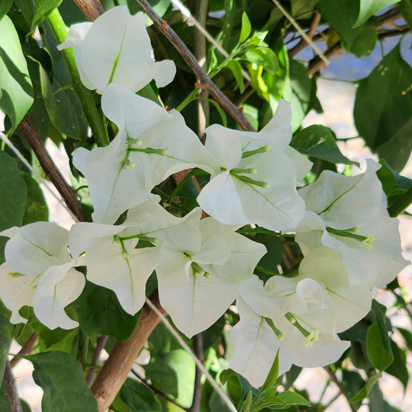 Bougainvillea White Cascade