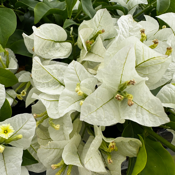 Bougainvillea White Cascade