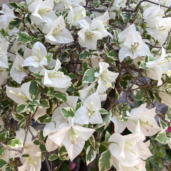 Bougainvillea White Stripe Bougainvillea White Stripe