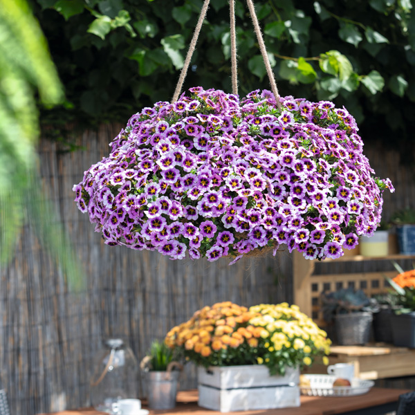 Calibrachoa Tik Tok Grape Calibrachoa Tik Tok Grape