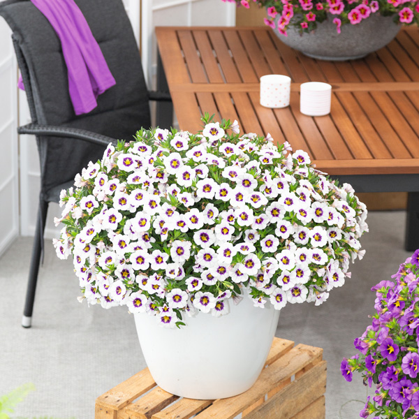 Calibrachoa Tik Tok White Calibrachoa Tik Tok White