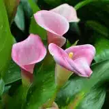 Calla Lily Denver P14calden - Garden Express Australia