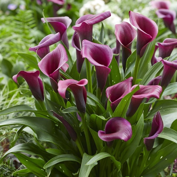 Calla Lily Durban- Potted