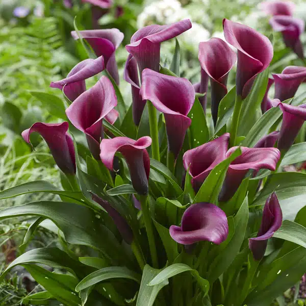 Calla Lily Durban- Potted Calla Lily Durban- Potted