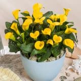 Calla Lily Sunya- Potted Calla Lily Sunya- Potted