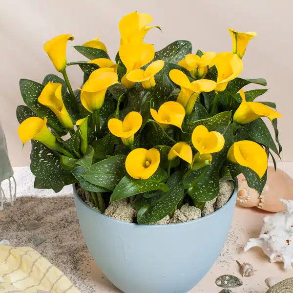 Calla Lily Sunya- Potted Calla Lily Sunya- Potted