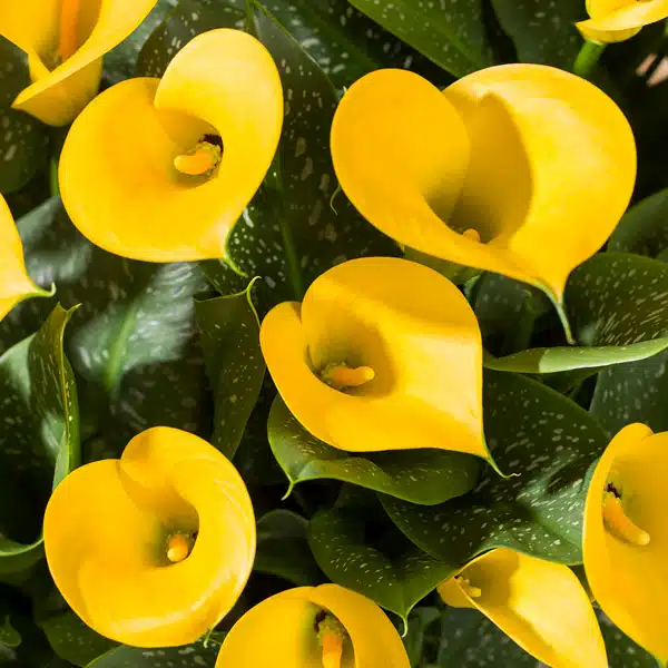 Calla Lily Sunya- Potted Calla Lily Sunya- Potted