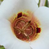 Calochortus Vestae Calochortus Vestae