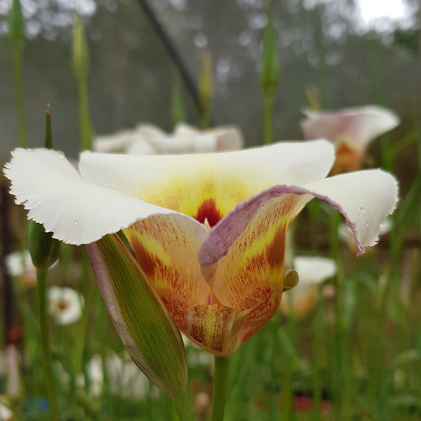 Calochortus Vestae Calochortus Vestae