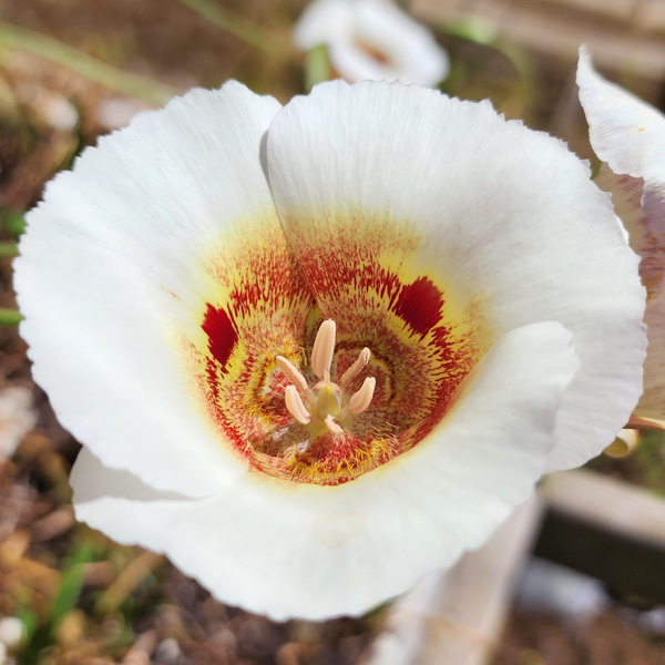 Calochortus Vestae Calochortus Vestae