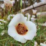 Calochortus Vestae Pkcalves 2026 - Garden Express Australia