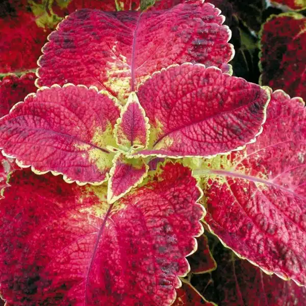 Coleus Bloody Mary Coleus Bloody Mary