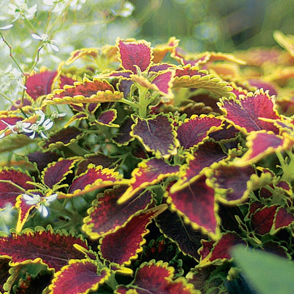Coleus Daiquiri Coleus Daiquiri