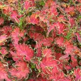 Coleus Planters Punch P12colppl - Garden Express Australia
