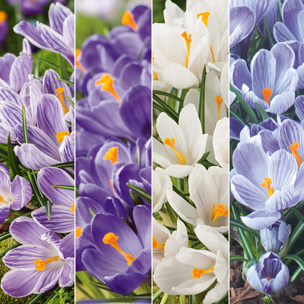Crocus Collection Crocus Collection