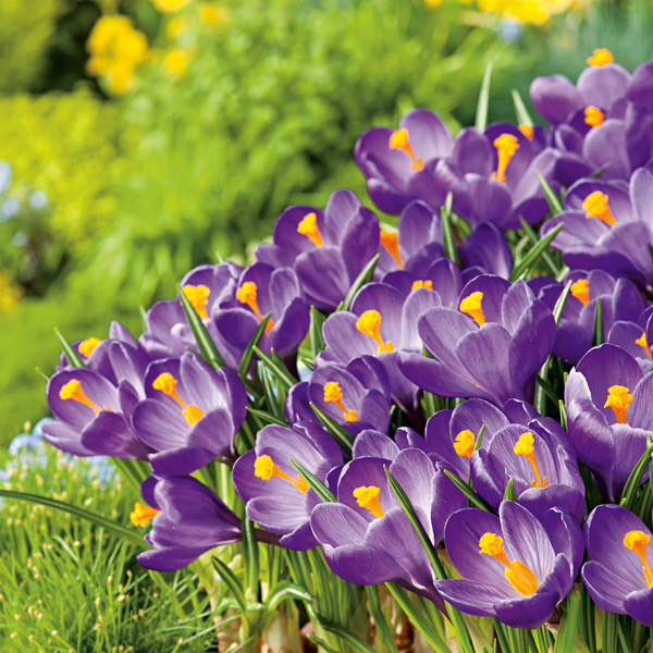 Crocus Flower Record Crocus Flower Record