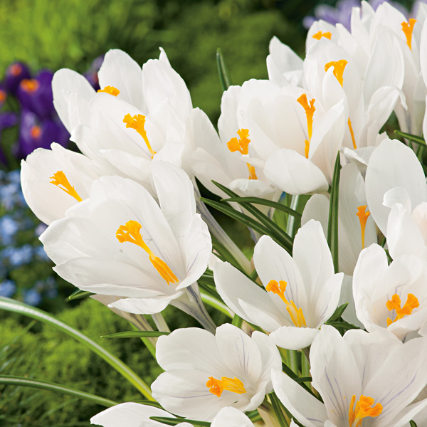Crocus Jeanne Darc Crocus Jeanne Darc