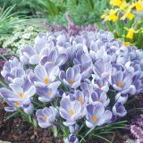 Crocus King Of The Striped Crocus King Of The Striped