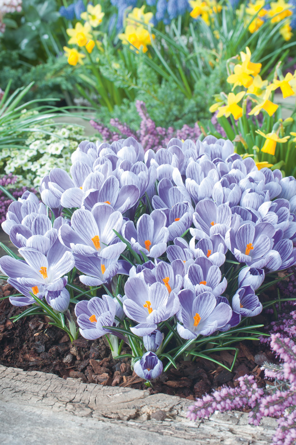 Crocus King Of The Striped Crocus King Of The Striped