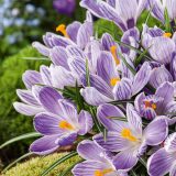 Crocus Pickwick Crocus Pickwick