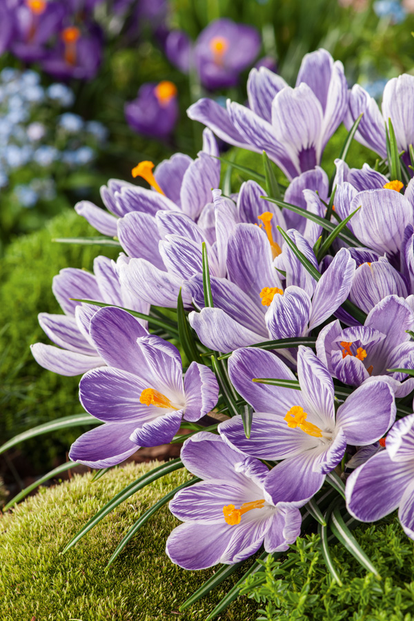 Crocus Pickwick Crocus Pickwick