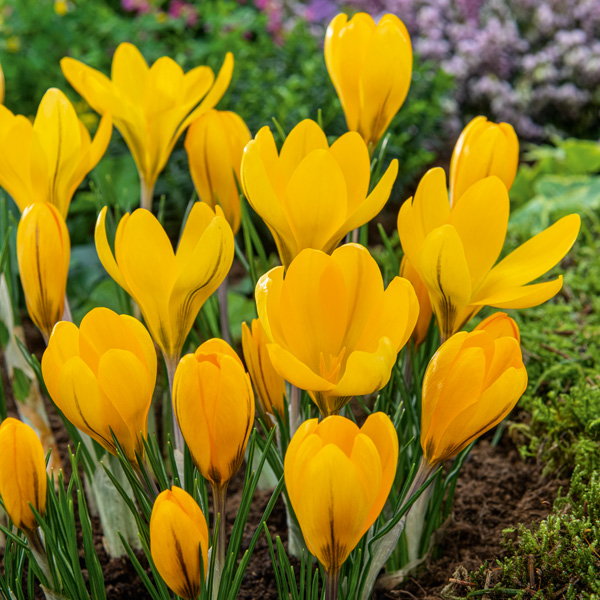 Crocus Yellow Mammoth Crocus Yellow Mammoth