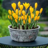 Crocus Yellow Mammoth Crocus Yellow Mammoth