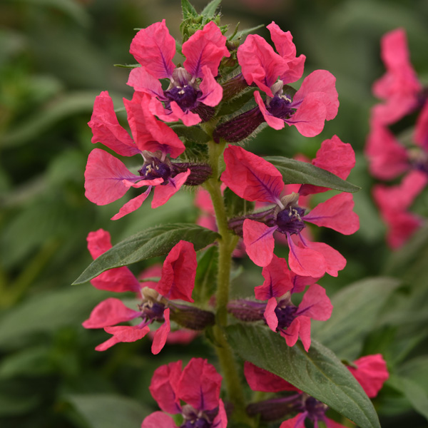 Cuphea Sweet Talk Deep Pink Cuphea Sweet Talk Deep Pink