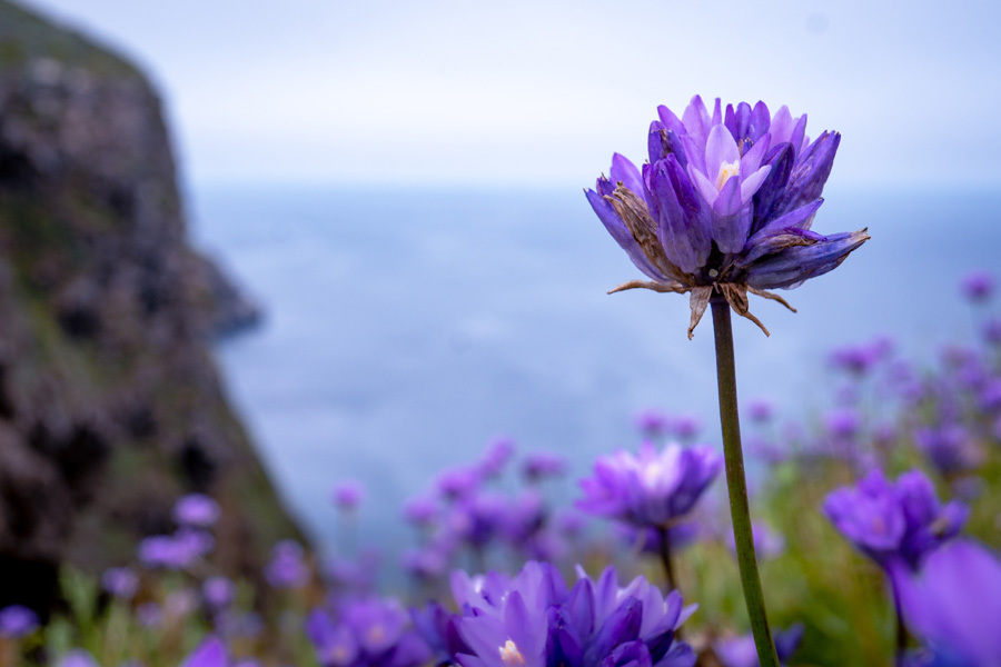 Dichelostemma Capitatum Dichelostemma Capitatum
