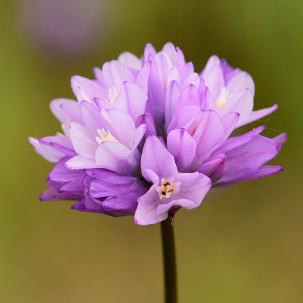 Dichelostemma Capitatum Dichelostemma Capitatum