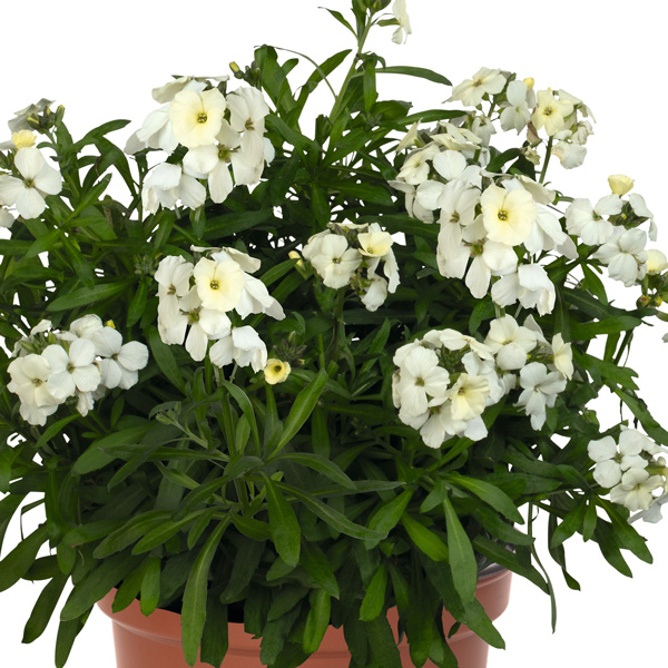 Erysimum Wallart Pearl