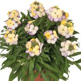 Erysimum Wallart Pink Lemonade P68erywpl - Garden Express Australia