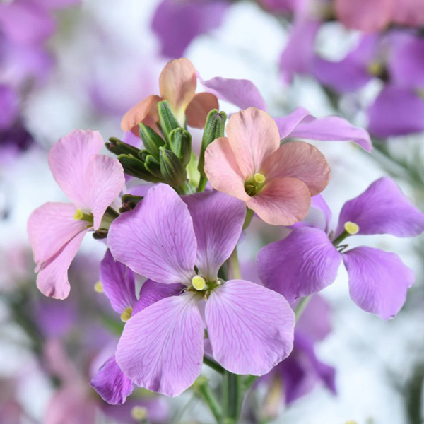Erysimum Sunstrong Bicolour Purple Erysimum Sunstrong Bicolour Purple