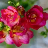 Freesia Cherise Pkfreche 2026 - Garden Express Australia
