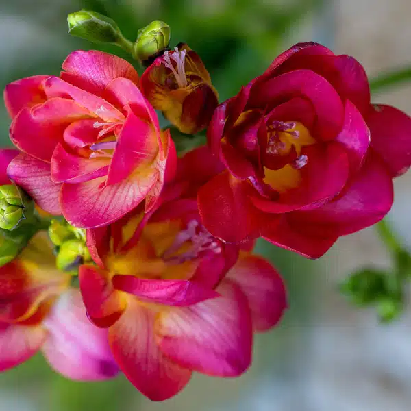 Freesia Cherise Freesia Cherise