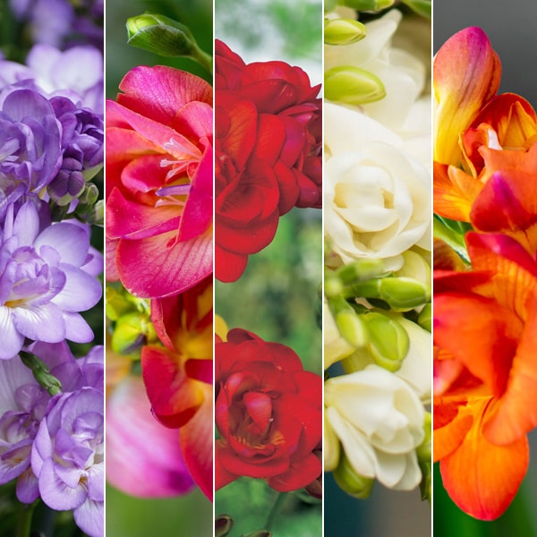 Freesia Double Collection