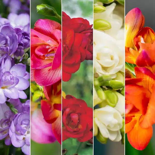Freesia Double Collection Freesia Double Collection