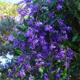 Hardenbergia Sea Of Purple P14harsop - Garden Express Australia