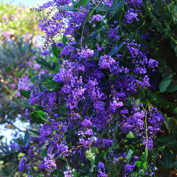 Hardenbergia Sea Of Purple Hardenbergia Sea Of Purple