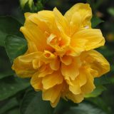 Hibiscus Crown Of Bohemia P10hibcob - Garden Express Australia