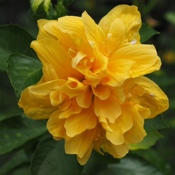 Hibiscus Crown Of Bohemia Hibiscus Crown Of Bohemia